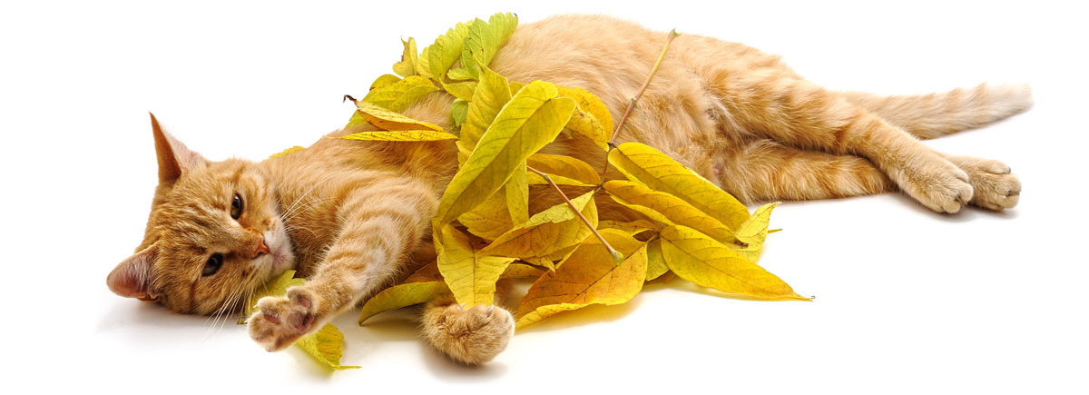 Discharge During A Cat’s Pregnancy – PandEcats